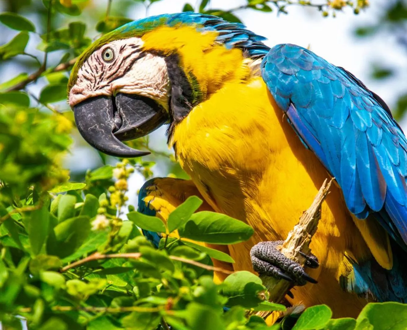 Hotel Paloverde Villas Campestres Villavicencio Apiay