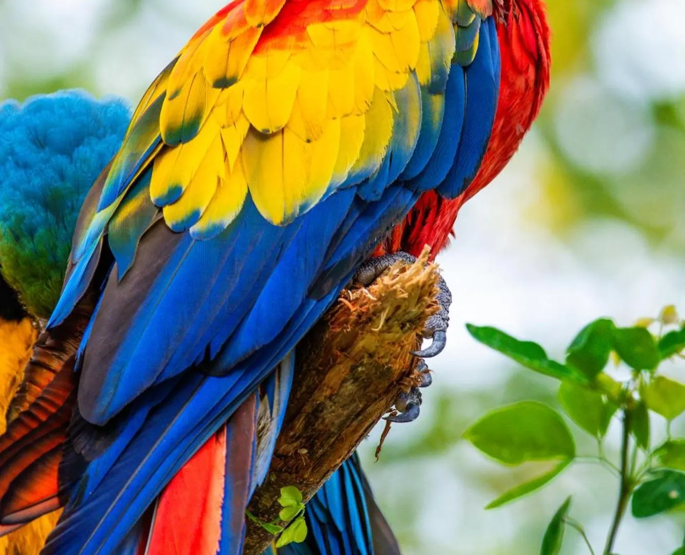 Hotel Paloverde Villas Campestres Villavicencio  Apiay